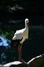 Cigogne 