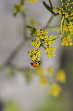 Coccinelle à 7 points