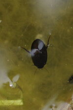 Coléoptère aquatique