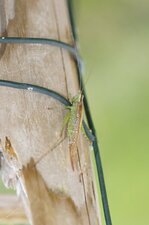 Conocephalus sp.