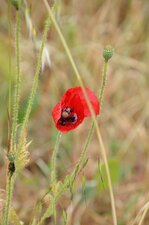 Papaver apulum