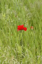 Coquelicot