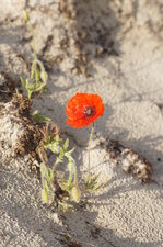 Coquelicot