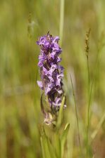 Dactylorhiza sp.