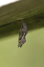 De la Chenille à la Chrysalide (4)