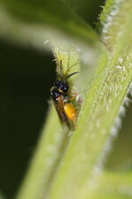 Dolerus sp ou arge sp. ?