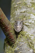 Dolycoris sp.