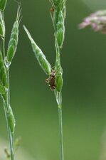 Rhabdomiris striatellus
