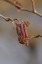 Fleur et fruit d