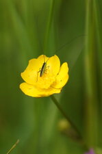 Conocephalus dorsalis juvénile