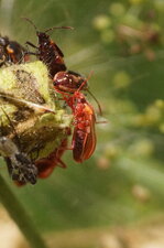 Imago de Deraeocoris ruber