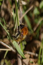 Bombus sp.