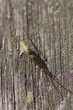 Tetragnatha dearmata