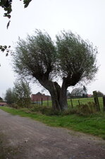 Trogne en péril