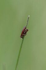 Funambule inconnu - ter