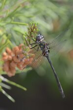 Somatochlora brevicincta
