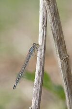 Agrion porte-coupe - femelle