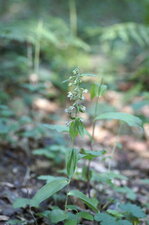 Epipactis sp.