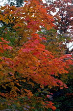 Erable à sucre (Acer sccharum)