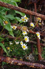 "La petite marguerite est tombée...