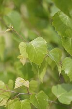 Feuille de bouleau verruqueux