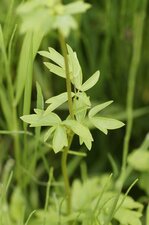 Feuille de Pigamon jaune