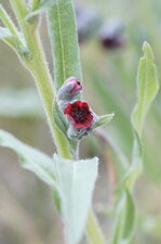 Fleur de cynoglosse sp - sous réserve