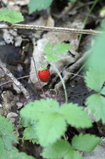 Fraise des bois