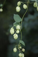 Fruits du Houblon