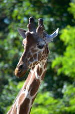 Girafe 