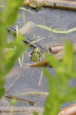 Grenouille verte