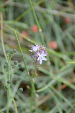 Fleur inconnue des dunes