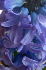 Jacinthe bleue (le bas)