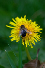 Eristalis sp. ?