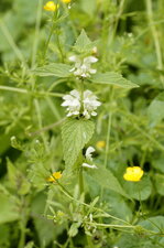Lamier blanc - Lamium album