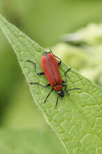 Le Cardinal - Pyrochroa coccinea