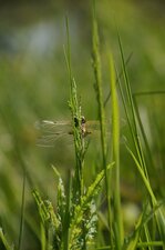 Libellule à 4 tâches