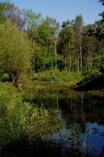 Mare intra-forestière