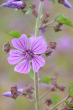 Fleur de Mauve