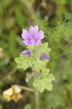 Mauve sylvestre