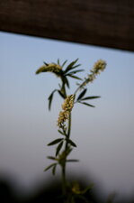 Mélilot blanc
