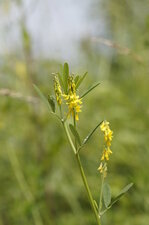 Mélilot jaune