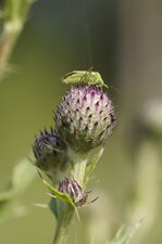 Adelphocoris sp. - sous réserve