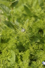 Nigelle de Damas