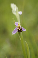 Ophrys abeille - Ophrys apifera