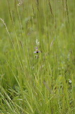 Ophrys abeille - Ophrys apifera