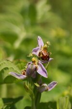 Ophrys abeille