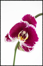 Orchidée phalaenopsis