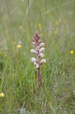 Orobanche sp .
