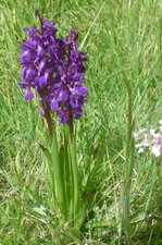 Orchis mâle (mascula)